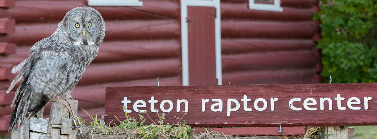 teton raptor center